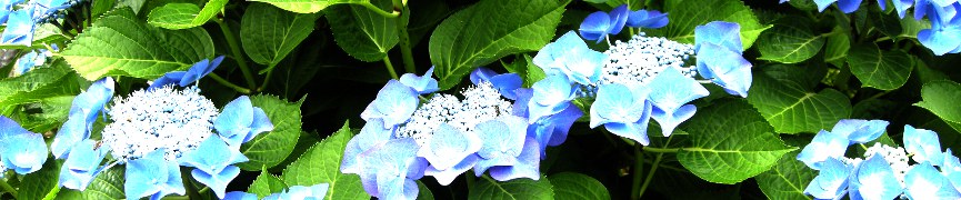 Random header image... Refresh for more!